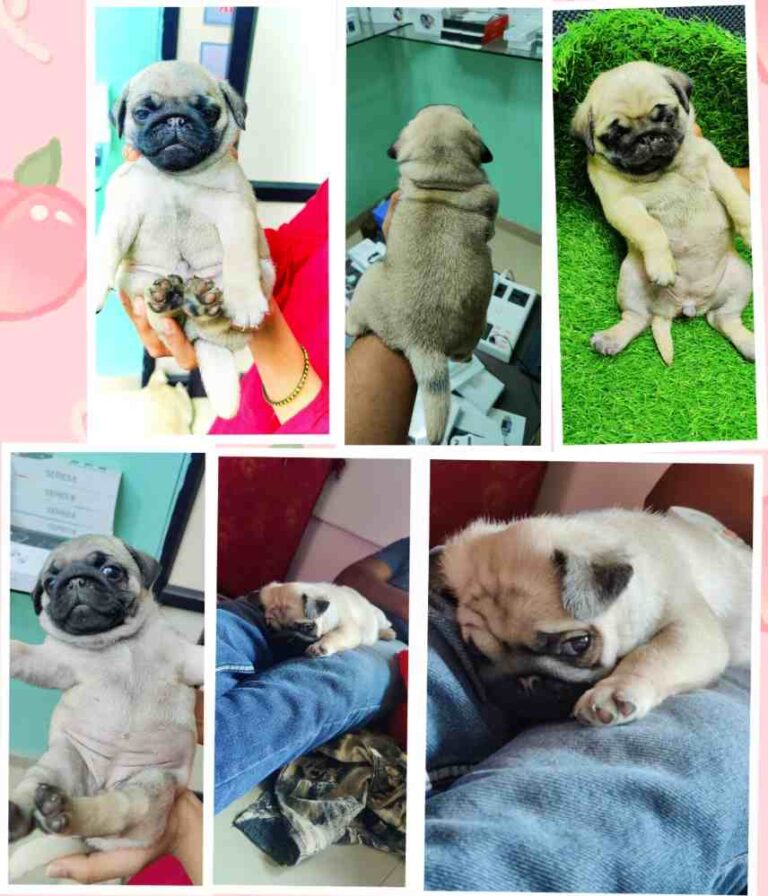 🐕 PUG Puppies Available for sell