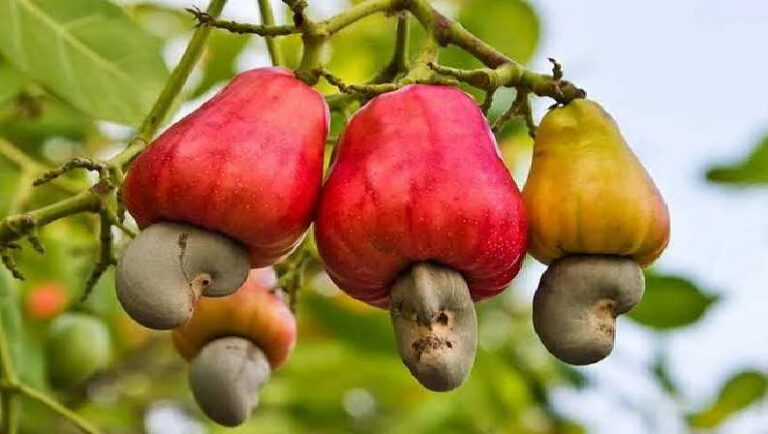 cashew farming