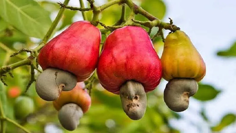 cashew farming