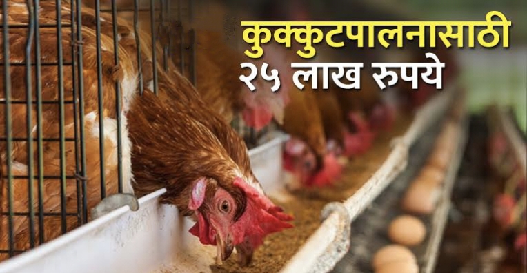 Poultry Farming Scheme : 1000 अंड्यावरील कोंबड्यांकरिता 25 लाख रुपये अनुदान 2023